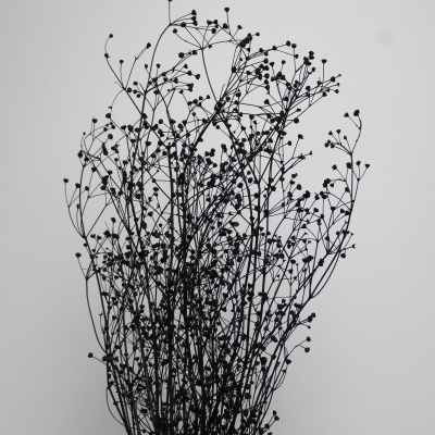 Massasa droogbloemen zwart