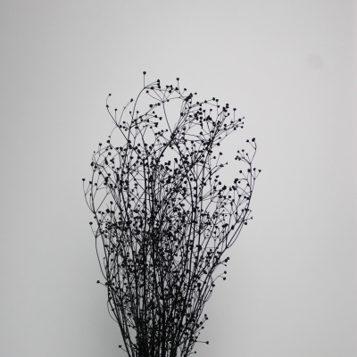 Massasa droogbloemen zwart