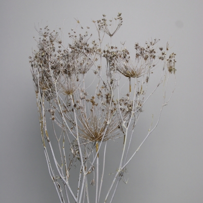 Besbes wit droogbloemen