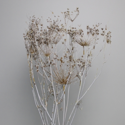 Besbes wit droogbloemen