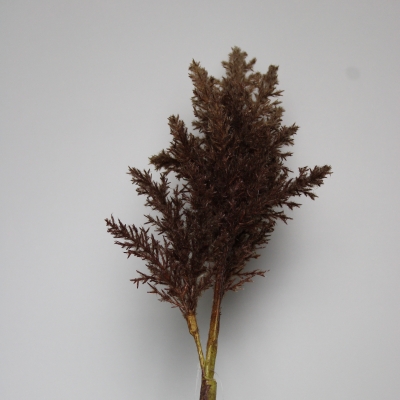 Astillbe tak bruin