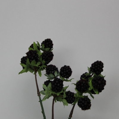 Mulberry tak