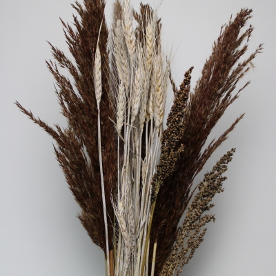 Droogbloemen bruin groot