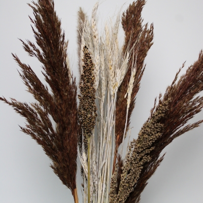 Droogbloemen bruin groot