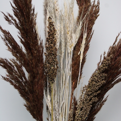 Droogbloemen bruin groot